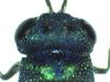 Chrysis terminata